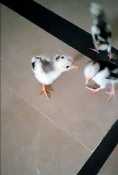 selling Heera x saleta cross pure aseel chicks