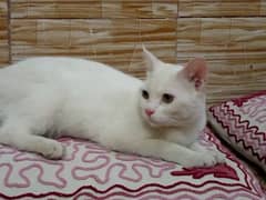 Persian male cat for sale