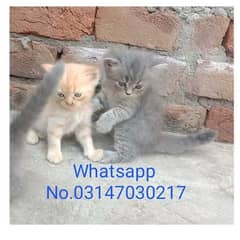 CASH ON DELIVERY High Quality Persian kitten or Persian cat Babies