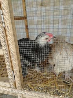 Brahma Chicks Pair for sale