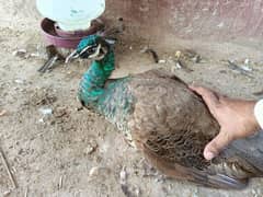 Peacock for Sale I am selling a beautiful, healthy Indian blue