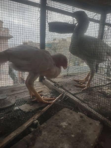 parrot beak heera aseel breeder pair and chicks available 5