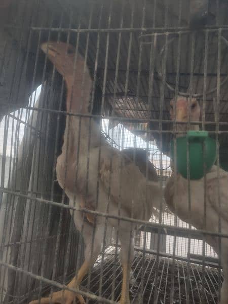 parrot beak heera aseel breeder pair and chicks available 6