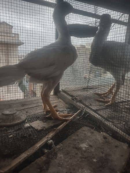 parrot beak heera aseel breeder pair and chicks available 7