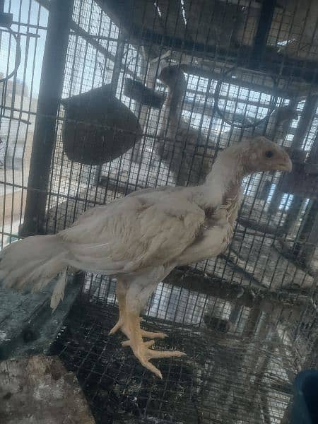 parrot beak heera aseel breeder pair and chicks available 8