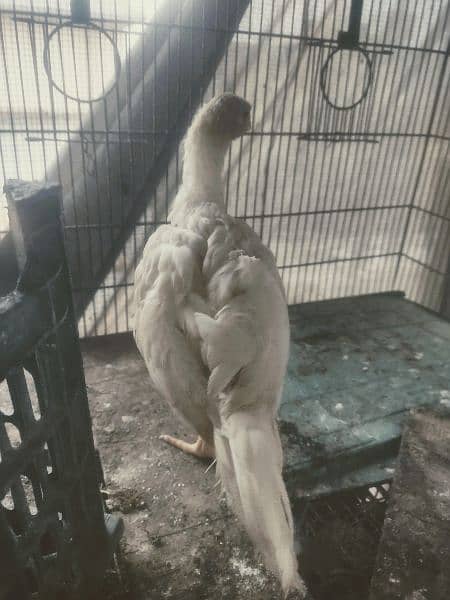 parrot beak heera aseel breeder pair and chicks available 10