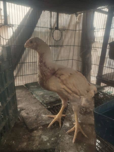 parrot beak heera aseel breeder pair and chicks available 11