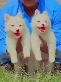 Russian pair security dog 2months for sale