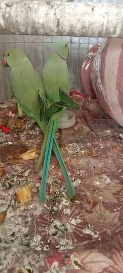 Green ringneck parrot