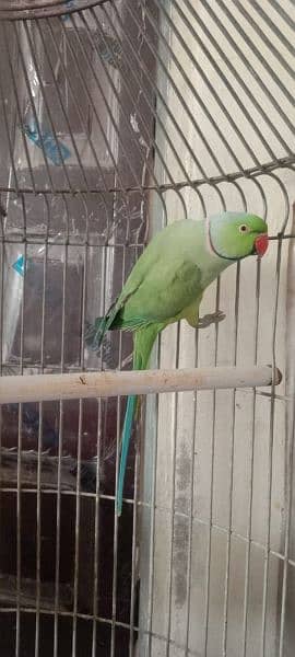 Green ringneck parrot 2