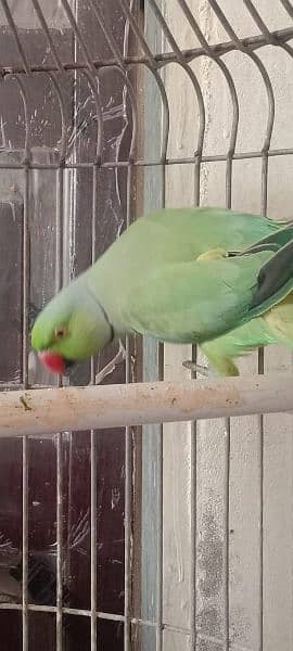 Green ringneck parrot 5