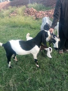 Beetle Bakri aur Bakra for sale