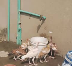 Heera Father/Aseel Chicks/Aseel Murgi/Aseel Chicks/Hen for sale