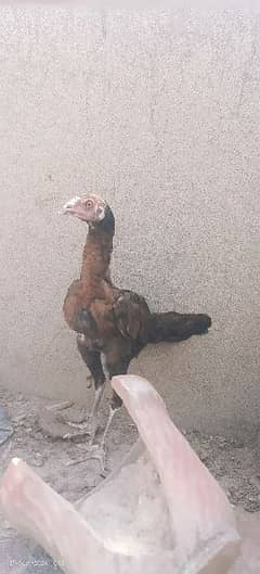 Heera Father/Aseel Chicks/Aseel Murgi/Aseel Chicks/Hen for sale