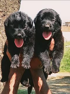 black German shepherd long coat pair for sale