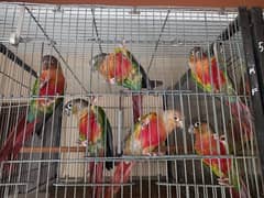 Conure | pair | parrot | extream high red | birds | available