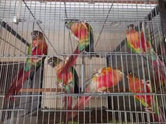 Conure | pair | parrot | extream high red | birds | available