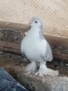 extra pigeon sherazi Mukhi qasid