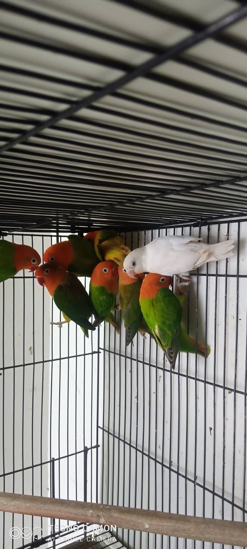 cocktail java lovebirds all breeder pair 1