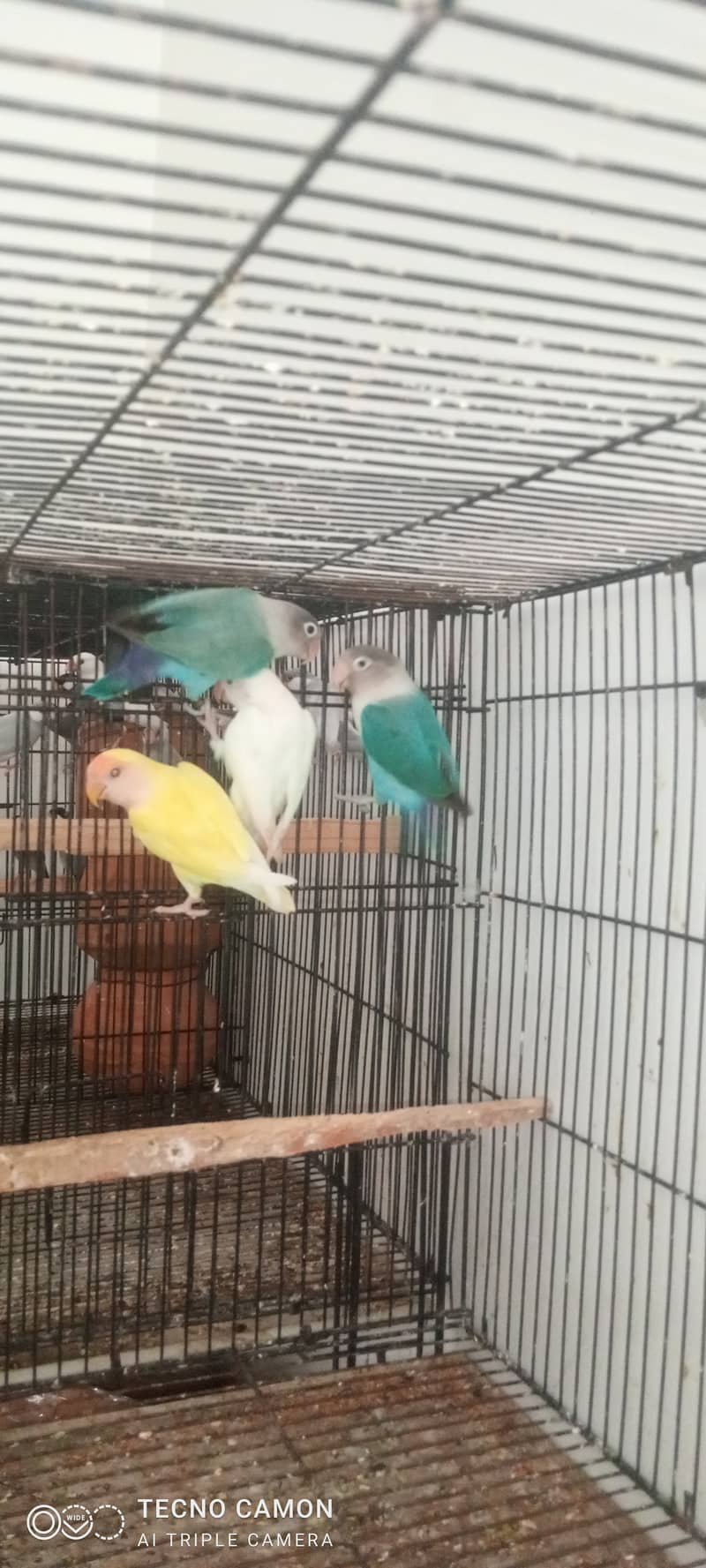 cocktail java lovebirds all breeder pair 4