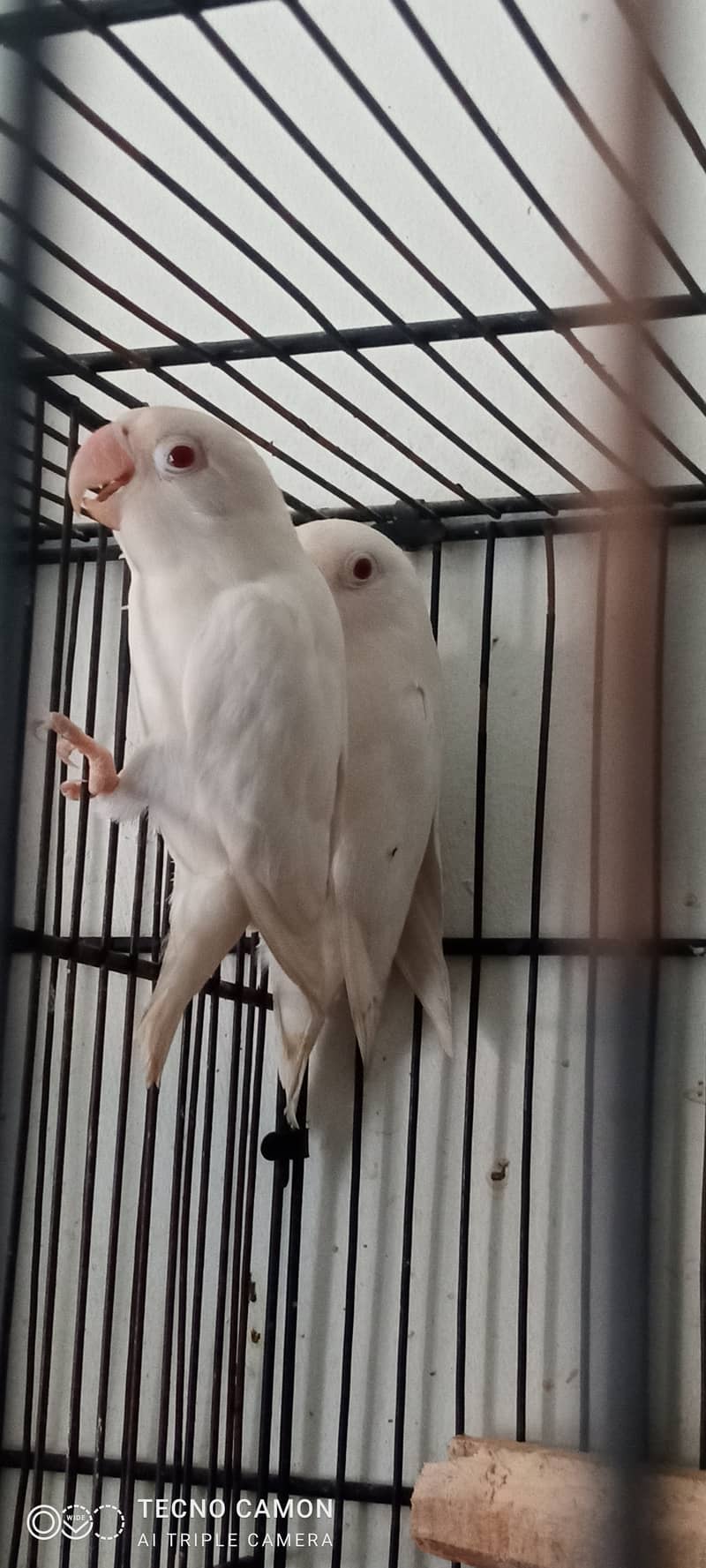 cocktail java lovebirds all breeder pair 10