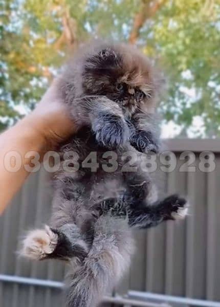 Persian peki face kitten | Cute persian female kitten  <03084328928> 0