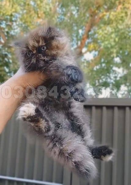 Persian peki face kitten | Cute persian female kitten  <03084328928> 1