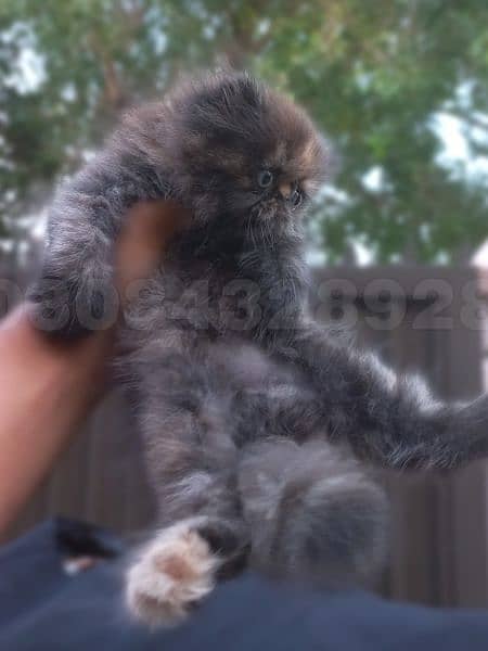 Persian peki face kitten | Cute persian female kitten  <03084328928> 3