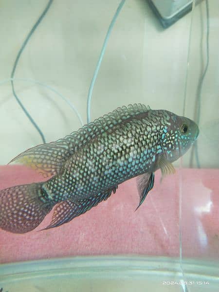 Jack Dempsey Male 5.6inch 1