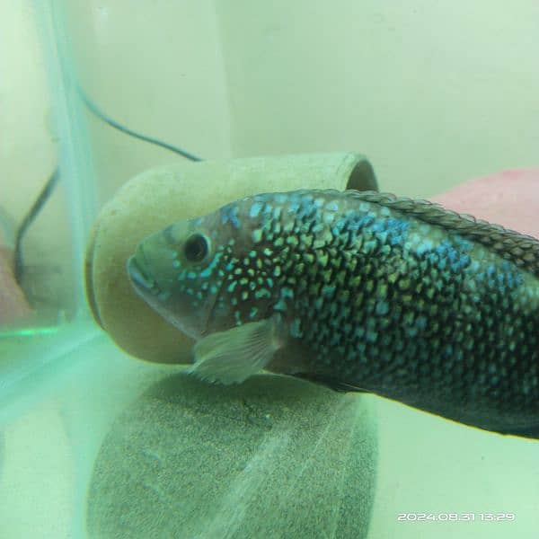 Jack Dempsey Male 5.6inch 2