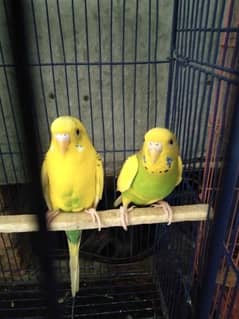 budgie pair active