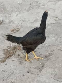 Best 3 Aseel murgiaan 1 black mushkil fresh eggs laying home breed