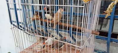 finches breeder pairs