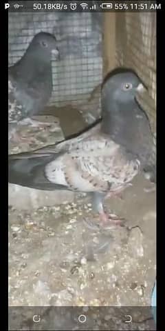 A one quality  black Danish,  polish pigeon  Heera patha for sale