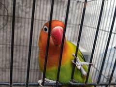 parrots(love birds) pair Rs:3000 upto