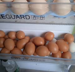 lohman brown eggs  (not fertile)  24 eggs available