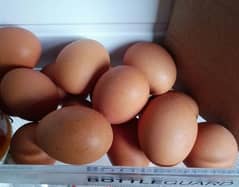 lohman brown eggs. (not fertile)  24 available