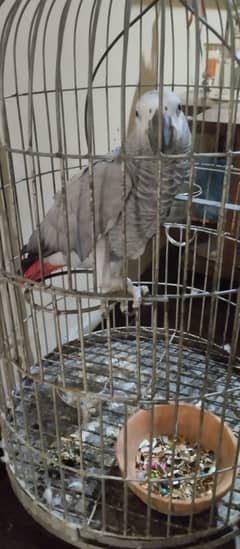 African Gray Parrot for sale 17 Months old