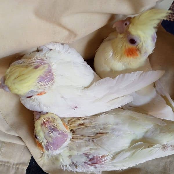 3 chicks handfeed pe 4