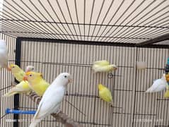 creamino. decino. albino red eye. parblue pastel ino. albini split