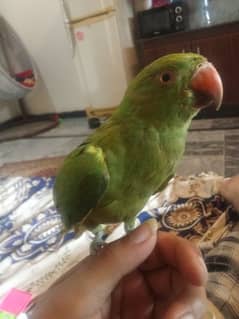 sale my female perrot