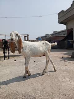 achi kemat par bakra khareda