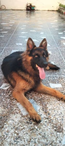 German Shepherd For Sale Long Cort fully Vaccinated All Documents 0