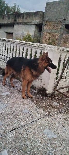 German Shepherd For Sale Long Cort fully Vaccinated All Documents 1