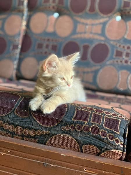 Persian male kitten 0