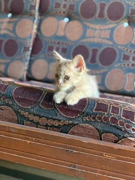 Persian male kitten 4