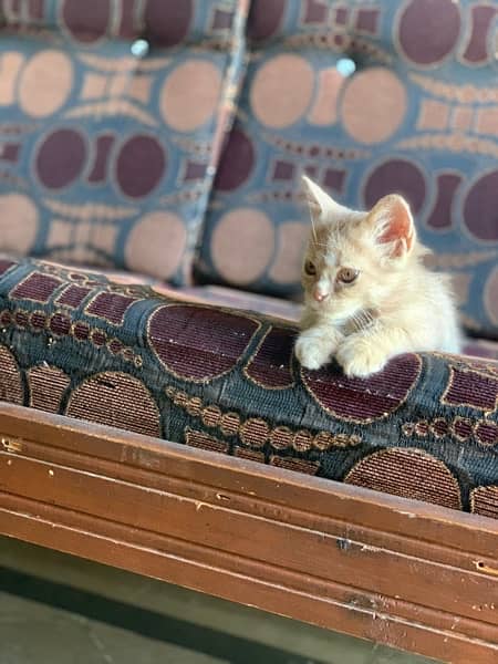 Persian male kitten 5