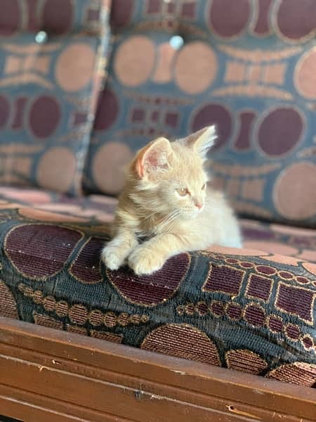 Persian male kitten 12