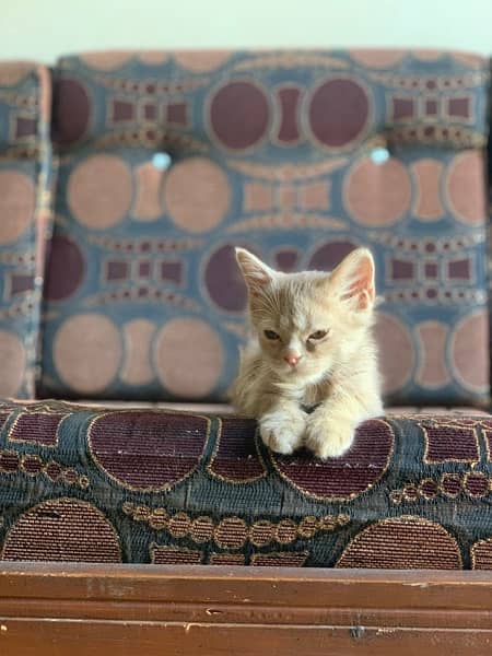 Persian male kitten 13