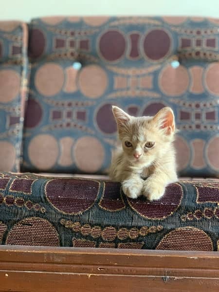 Persian male kitten 14